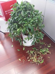 盆景掉叶子怎么办 盆景掉叶怎么处理
盆景叶子掉落应对方法