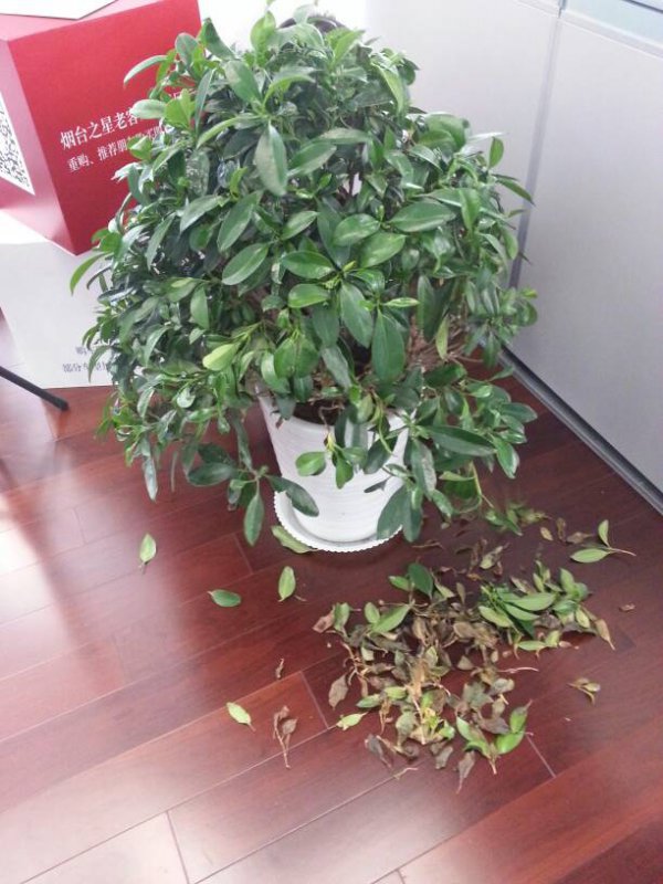 盆景掉叶子怎么办