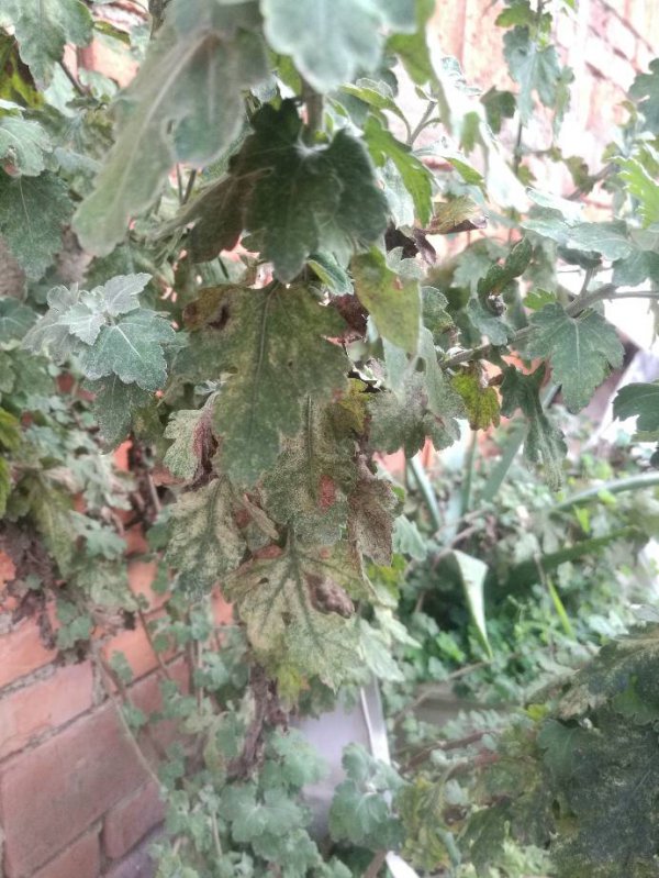 九月菊叶子蔫了怎么办