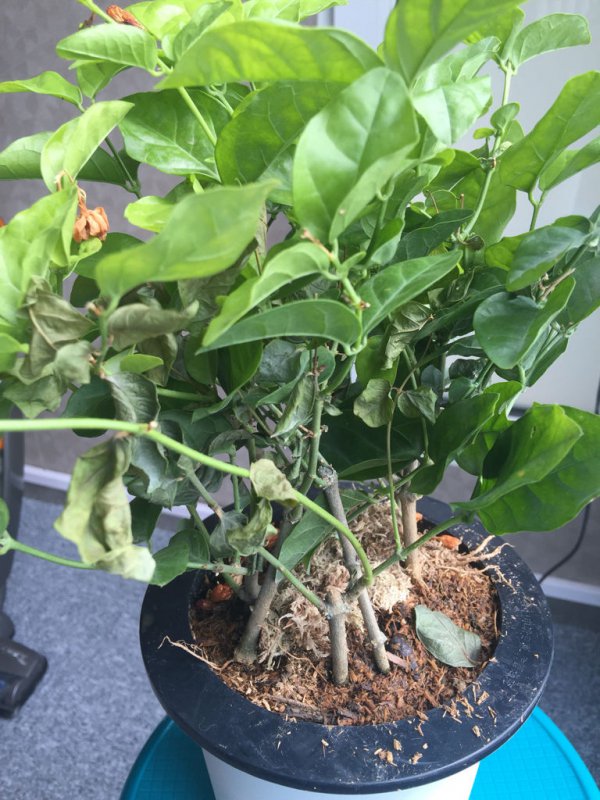 茉莉盆景掉叶子怎么办