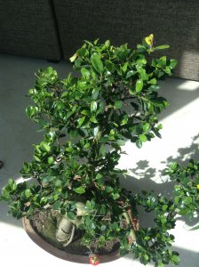 榕树盆景掉叶子怎么办 榕树盆景掉叶子应对方法