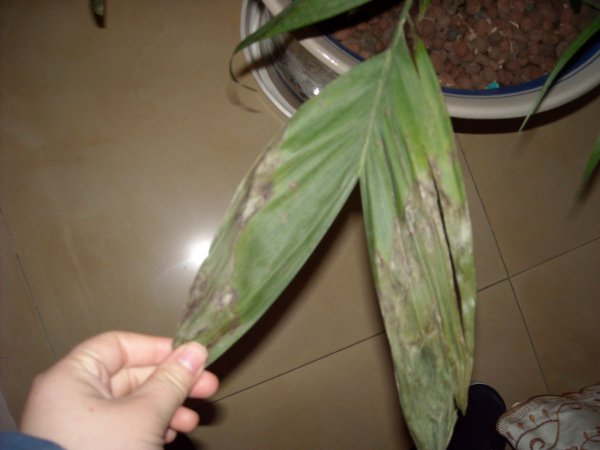 富贵子叶子蔫了怎么办
