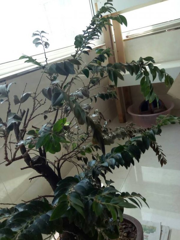 变色木叶子蔫了怎么办