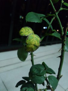 欧月叶子蔫了怎么办 欧月叶子枯萎了怎么处理？