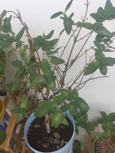 金银花叶子蔫了怎么办 金银花叶子变软了应该怎么处理？
