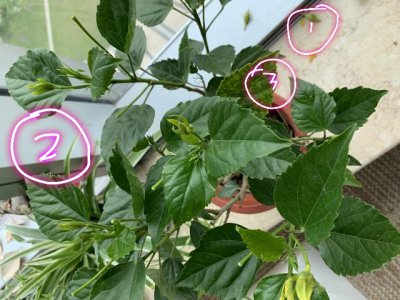 扶桑花叶子蔫了怎么办 扶?；ㄒ蹲涌菸趺创?/></i><h2>扶桑花叶子蔫了怎么办 扶?；ㄒ蹲涌菸趺创?/h2><p>小编为你解答扶?；ㄒ蹲幽枇嗽趺窗斓幕ɑú莶莼疤?，接下来绿植迷网小编为大家介绍。扶?；ㄒ蹲幽枇嗽趺窗旆錾；ㄒ蹲幽枇送ǔＪ茄げ坏痹斐傻?，比</p></a></li>
          </ul>
        </div>
      </div>
    </div>
    <div   id=