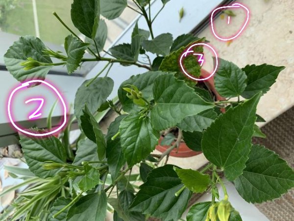 扶桑花叶子蔫了怎么办