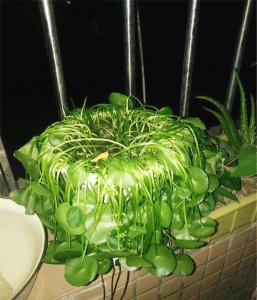金钱草叶子蔫了怎么办 金钱草叶子枯萎了怎么处理？