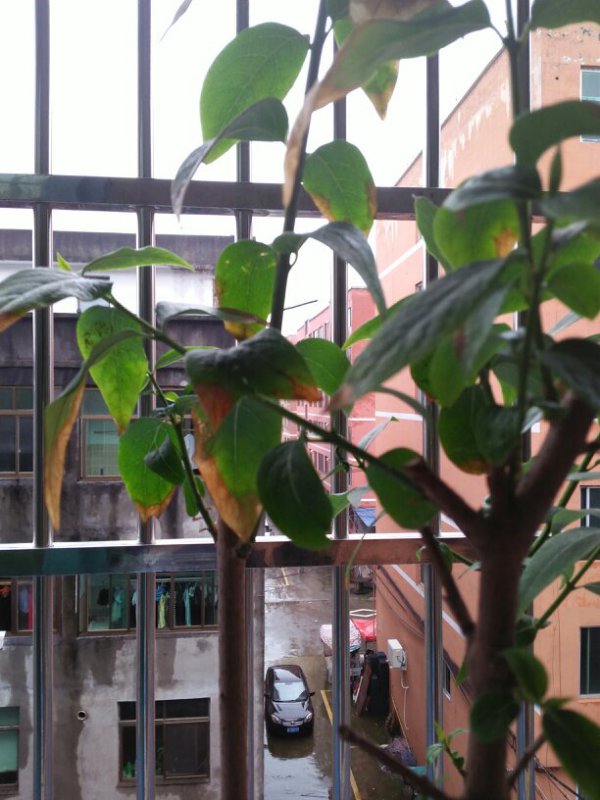 腊梅叶子蔫了怎么办