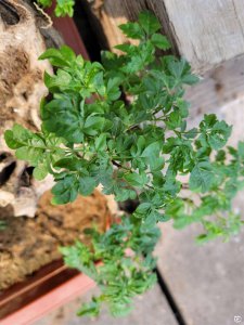 黄荆叶子蔫了怎么办 黄荆叶子枯萎了怎么处理？