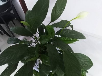 白鹤芋叶子蔫了怎么办 白鹤芋叶子枯萎应对方法