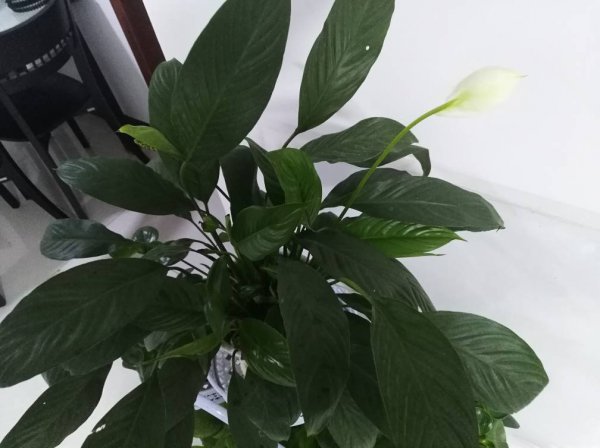 白鹤芋叶子蔫了怎么办