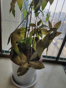 发财树叶子蔫了怎么办 如何处理发财树叶子干枯？