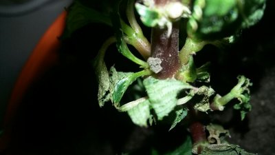 凤仙花叶子蔫了怎么办 凤仙花叶子枯萎应该怎么处理？