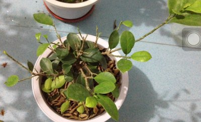 盆栽榕树掉叶子怎么办 盆栽榕树叶子脱落的处理方法