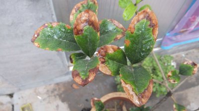 桂花盆栽掉叶子怎么办 桂花盆栽叶子掉落应对方法