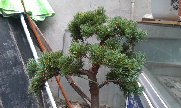 松树盆景掉叶子怎么办