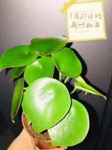 荷叶叶子发黑怎么办 荷叶叶子变黑了怎么处理？