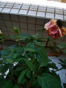 芙蓉花蔫了怎么办 芙蓉花凋谢了怎么处理？