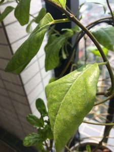 喇叭花蔫了怎么办 喇叭花凋谢了怎么处理？