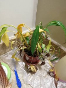 一帆风顺花蔫了怎么办 顺风驶船何去何从