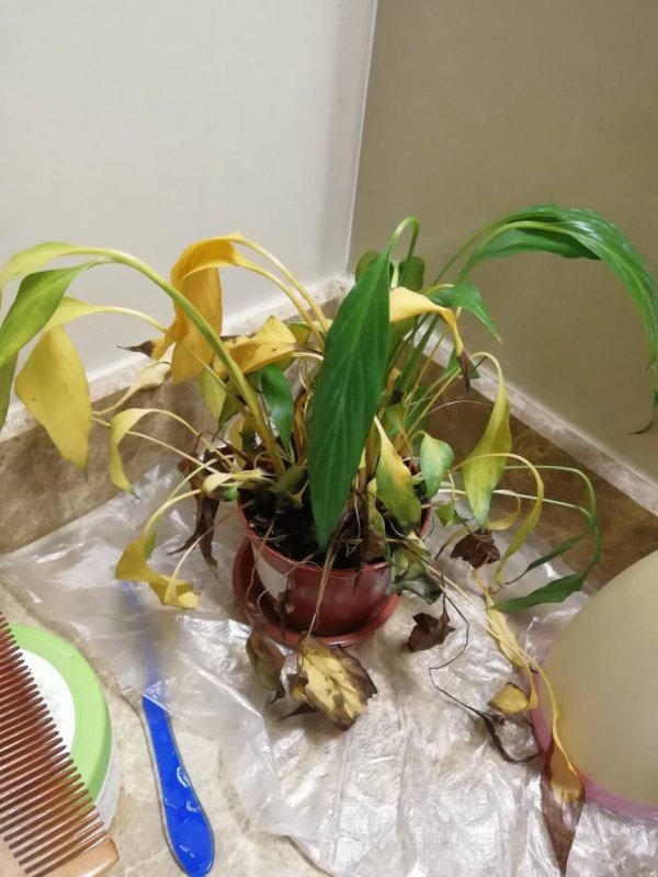 一帆风顺花蔫了怎么办