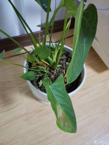 花烛花枯萎怎么办 花烛花凋谢应对方法