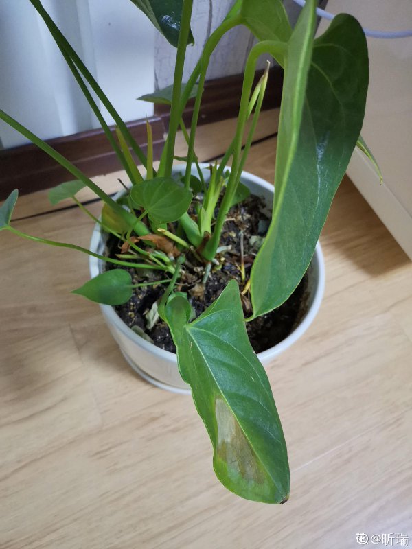 花烛花枯萎怎么办