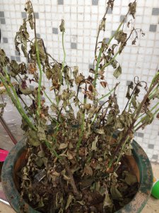 四季海棠花蔫了怎么办 海棠花蔫了怎么复苏？