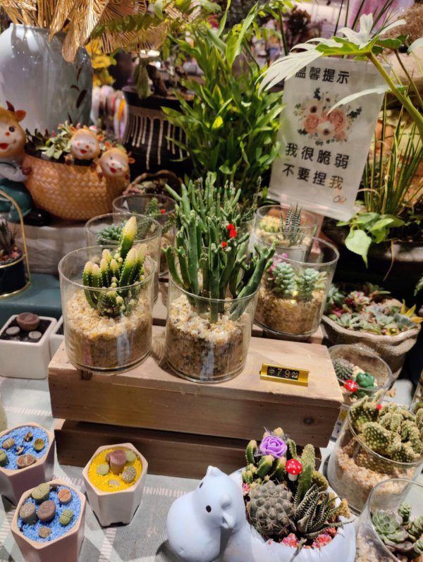 万重山枯萎怎么办