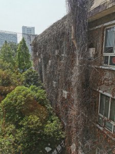 爬山虎枯萎怎么办 爬山虎枯萎应对方法