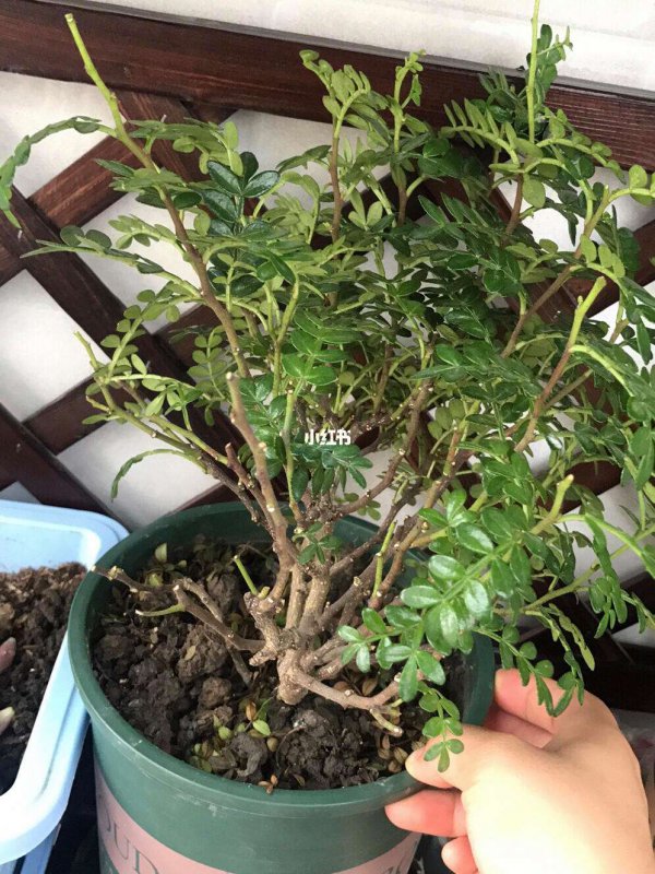 胡椒木枯萎怎么办