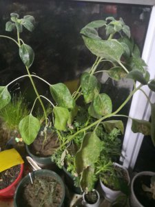 向日葵枯萎怎么办 向日葵叶子枯萎应该怎么处理