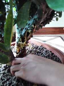 麒麟花枯萎怎么办 如何处理麒麟花的凋谢问题？