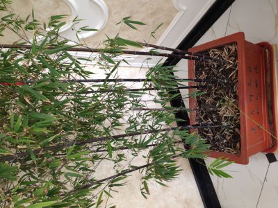 紫竹枯萎怎么办 紫竹枯萎如何处理？
紫竹枯萎的应对方法