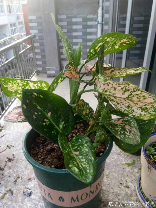 如意皇后叶子烂了怎么办