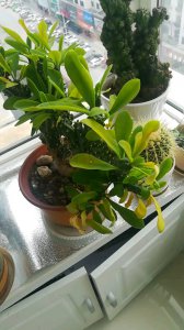 麒麟花叶子烂了怎么办 麒麟花叶子腐烂了应该怎么处理？