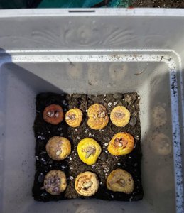 菖蒲叶子烂了怎么办 菖蒲叶子腐烂了怎么处理？
