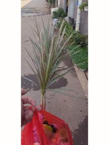 千年木叶尖干枯怎么办 千年古树木叶尖干涸应对方法
