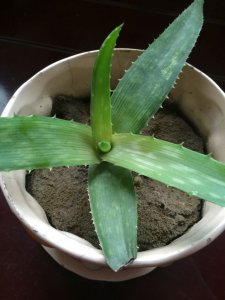 芦荟叶尖发黑怎么办 芦荟叶尖变黑如何处理？