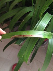 龙血树叶尖发黑怎么办 龙血树叶尖变黑怎么处理？