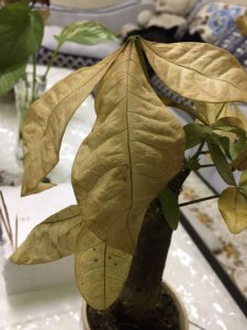 发财树叶尖干枯怎么办 发财树叶尖出现干枯怎么处理？