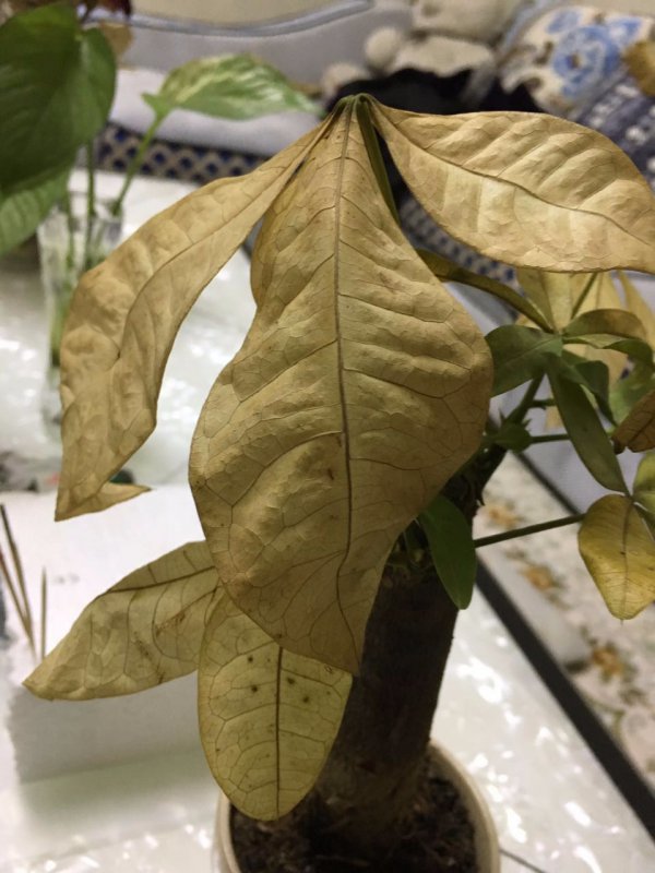 发财树叶尖干枯怎么办
