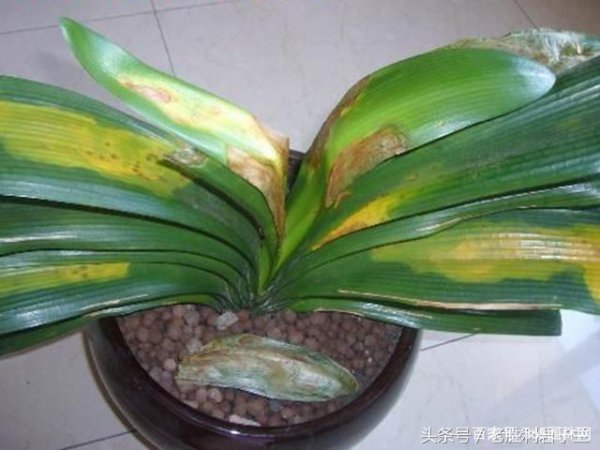 盆栽植物叶尖干枯怎么办