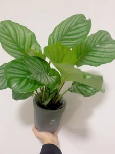 盆栽苹果竹芋焦边的原因 盆栽苹果竹芋叶端焦枯的原因