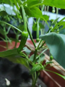 盆栽辣椒开花不坐果怎么办 盆栽辣椒为何开花不结果？