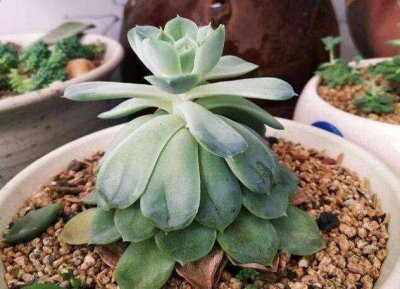 多肉越长越瘦怎么办 多肉植物生长过程中变瘦怎么处理？