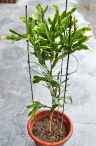 蟹爪兰叶子没精神怎么办？ 蟹爪兰叶子没精神怎么办？如何养护恢复生机？