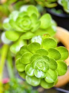 多肉长势差怎么办 如何改善多肉植物的生长状态？
