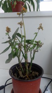 开败的长寿花冒花苞怎么办 长寿花开花前花苞凋谢怎么处理